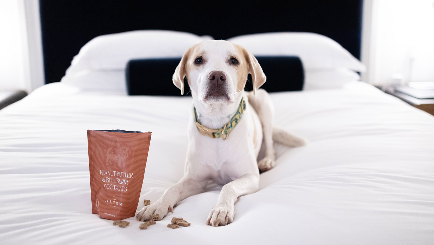 Dog on Alton bed with treats