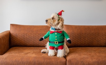 Dog on couch in elf costume