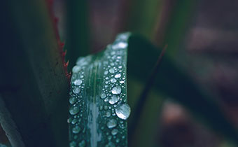 Plant with water droplets